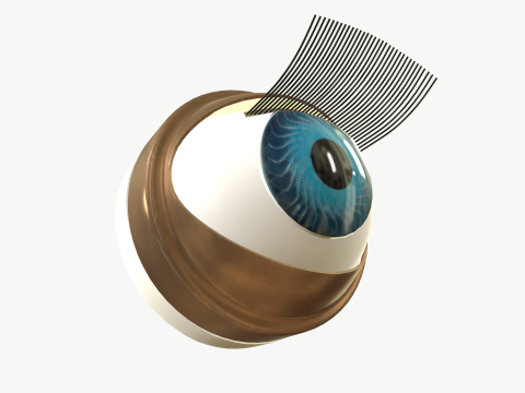 Doll eye mechanism Modelo 3D