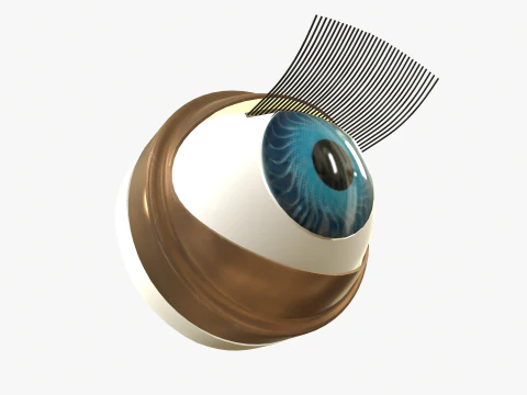 Doll eye mechanism 3D Model