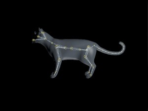 black cat rigged 3D Модель