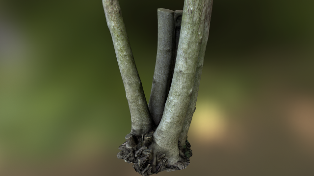 fig tree environment low poly model 3D 모델 .c4d .max .obj .3ds .fbx .stl .blend