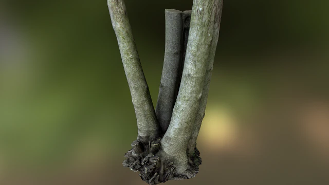 fig tree environment low poly model 3D Model .c4d .max .obj .3ds .fbx .stl .blend 