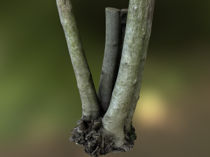 fig tree environment low poly model Modelo 3D