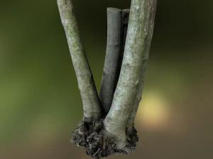 model poli rendah lingkungan pohon ara Model 3D