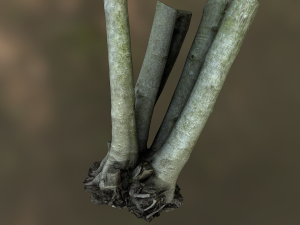 fig tree environment low poly model 3D 모델