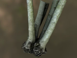 fig tree environment low poly model 3D Model