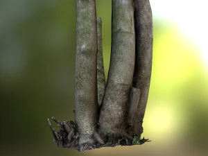 fig tree environment low poly model 3D Model