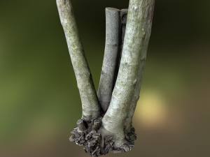 fig tree environment low poly model 3D 모델
