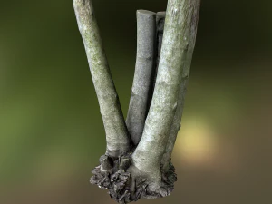 fig tree environment low poly model 3D Model