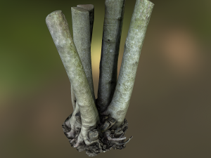 fig tree environment low poly model 3D 모델