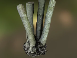 fig tree environment low poly model 3D Model