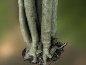 fig tree environment low poly model 3D Model