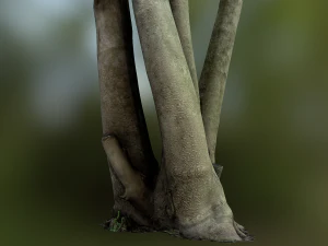 fig tree environment low poly model 3D Model