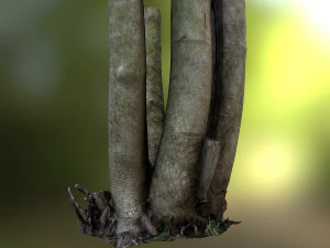 fig tree environment low poly model 3D Model