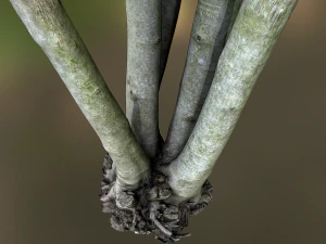 fig tree environment low poly model 3D Model