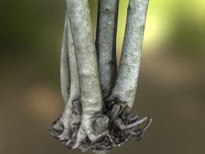 fig tree environment low poly model 3D 모델