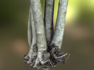 fig tree environment low poly model 3D Model