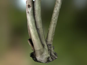 fig tree environment low poly model 3D Model