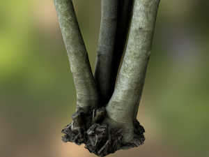 fig tree environment low poly model 3D 모델