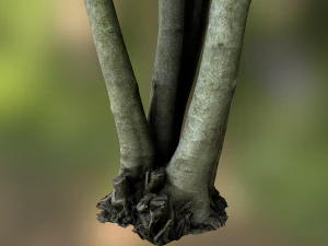 fig tree environment low poly model 3D Model