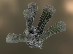 fig tree environment low poly model 3D Model