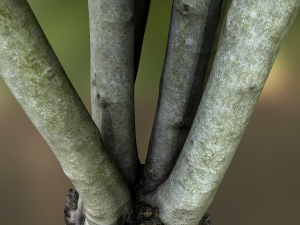 fig tree environment low poly model 3D 모델