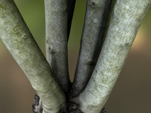 fig tree environment low poly model 3D Model