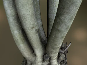 fig tree environment low poly model 3D Model