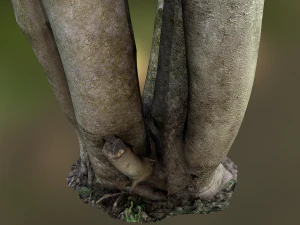fig tree environment low poly model 3D Model
