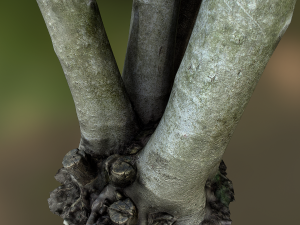 fig tree environment low poly model 3D 모델