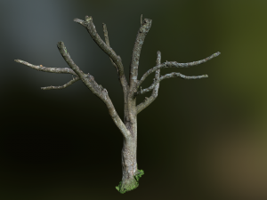 tree low poly model 3D-Modell
