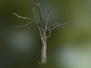 tree low poly model 3D Model