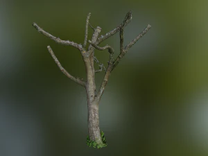 tree low poly model 3D Model