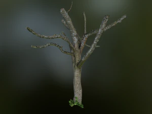 tree low poly model 3D Model