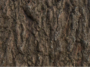 tree bark 001 pbr material texture CG Textures