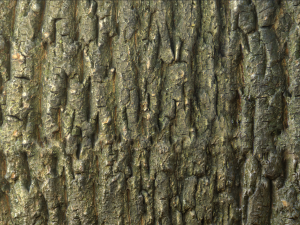 tree bark 005 pbr material texture Texturas CG