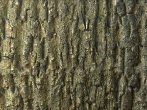 tree bark 005 pbr material texture CG Textures