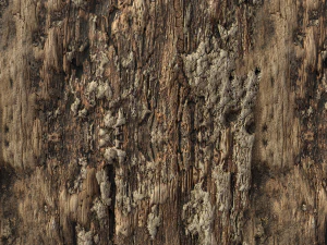 tree bark 006 pbr material texture CG Textures