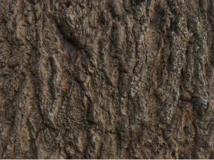 tree bark materials texture CG テクスチャ