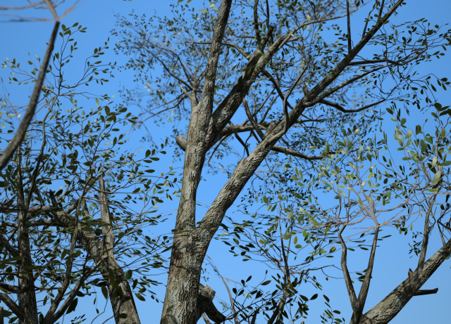 broadleaf 001 3D मॉडल .c4d .max .obj .3ds .fbx .stl .blend 