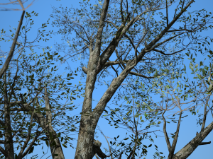 broadleaf 001 3D Model