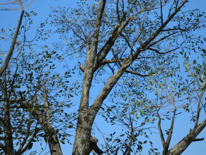 folha larga 001 Modelo 3D