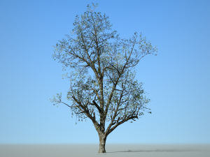 broadleaf 001 3D मॉडल