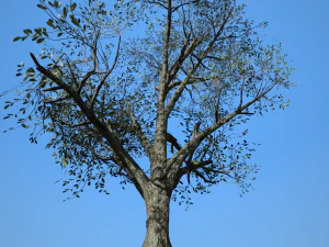 broadleaf 001 3D Model