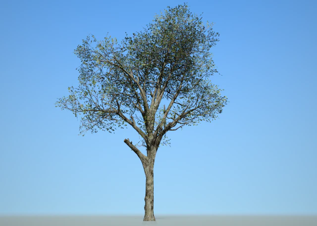 broadleaf002 3D Model .c4d .max .obj .3ds .fbx .stl .blend 