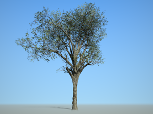 broadleaf002 Model 3D