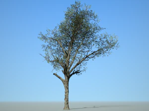 broadleaf002 3D Model