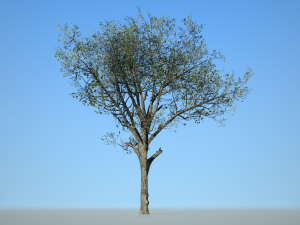 broadleaf002 Model 3D
