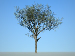broadleaf002 3D Model