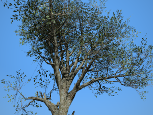 broadleaf002 Model 3D