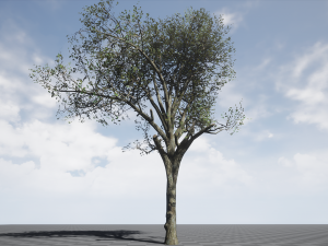 broadleaf002 Model 3D